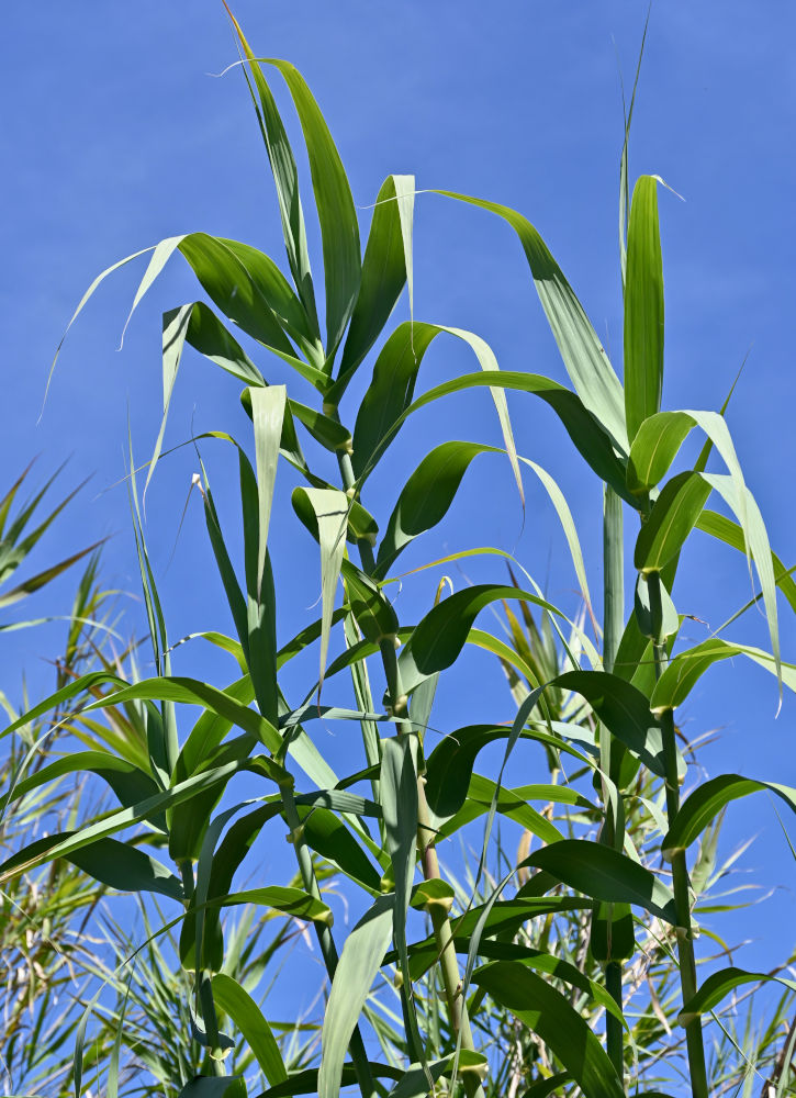 Изображение особи Arundo donax.