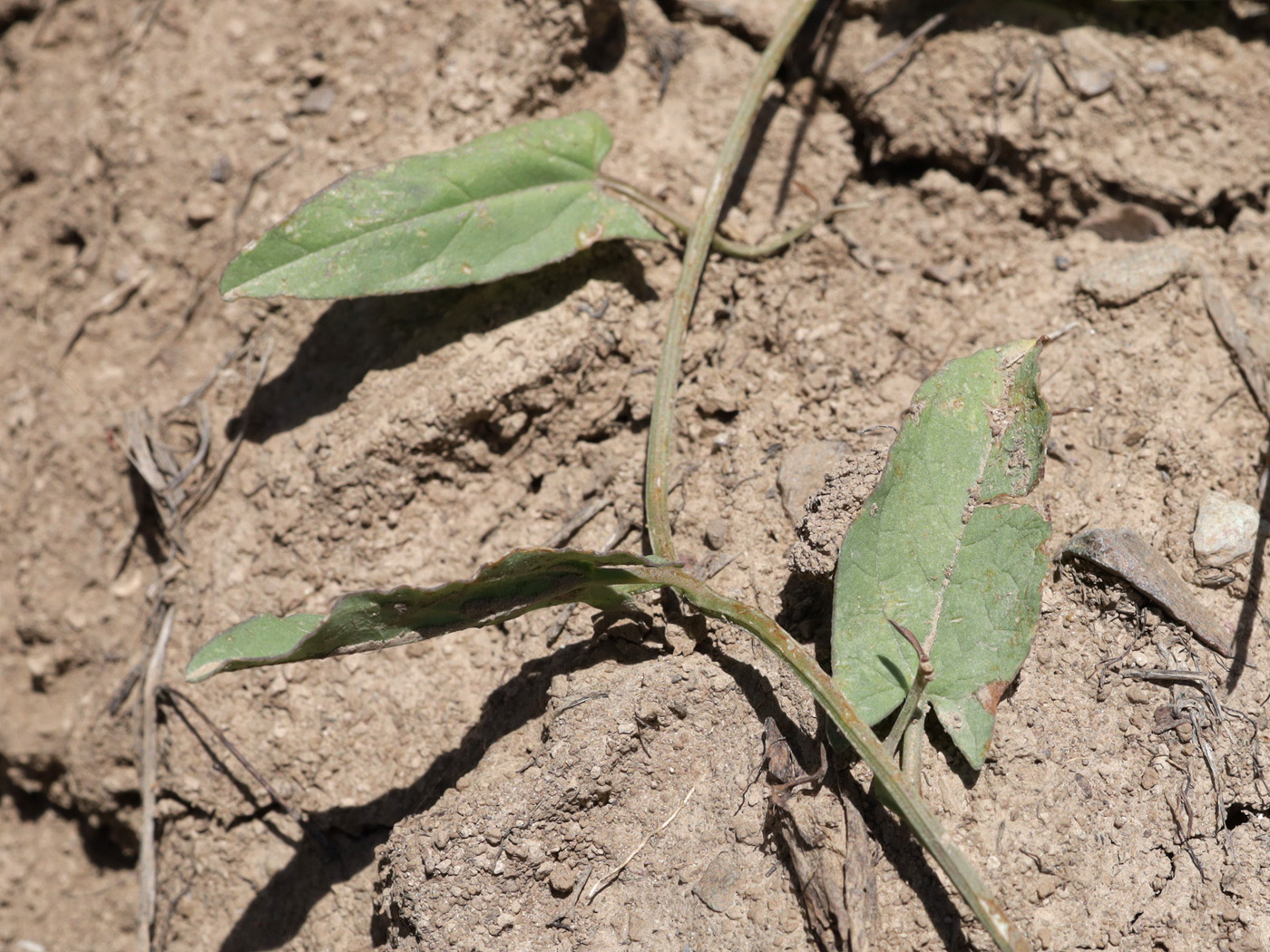 Image of Convolvulus arvensis specimen.