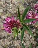 Trifolium lupinaster. Верхушка цветущего побега. Хабаровский край, г. Комсомольск-на-Амуре, обочина грунтовой дороги. 01.07.2026.