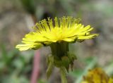 род Taraxacum