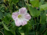 Calystegia amurensis. Цветок. Хабаровский край, Комсомольский р-н, с. Верхняя Эконь, берег р. Амур, у подножия сопки. 07.07.2026.