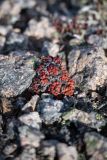 Diapensia obovata. Покоящееся растение с прошлогодними листьями. Хабаровский край, Охотский р-н, гора Скалистая, 1400 м н.у.м., мелкозернистая каменная россыпь. 14.09.2026.