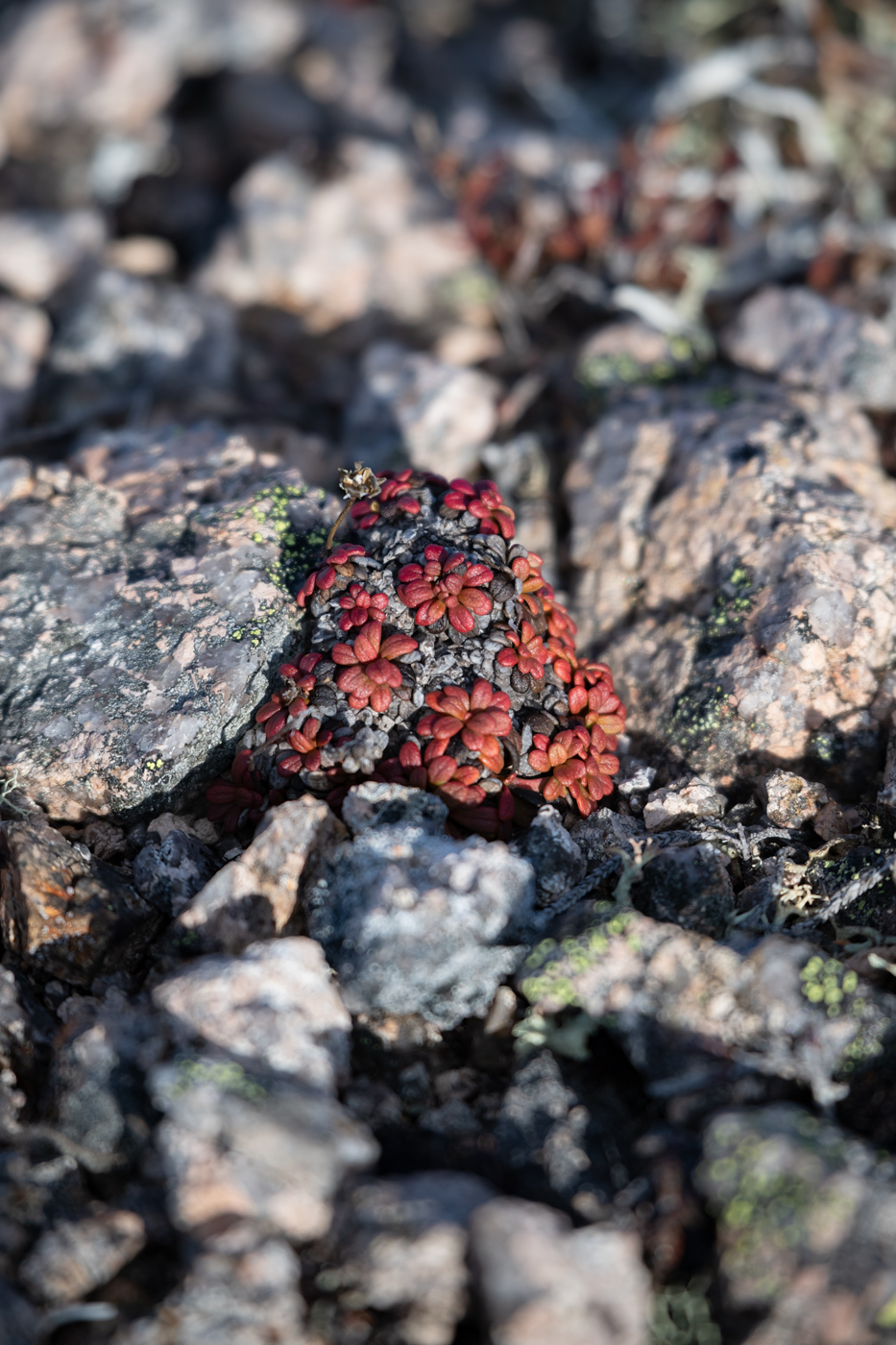 Изображение особи Diapensia obovata.