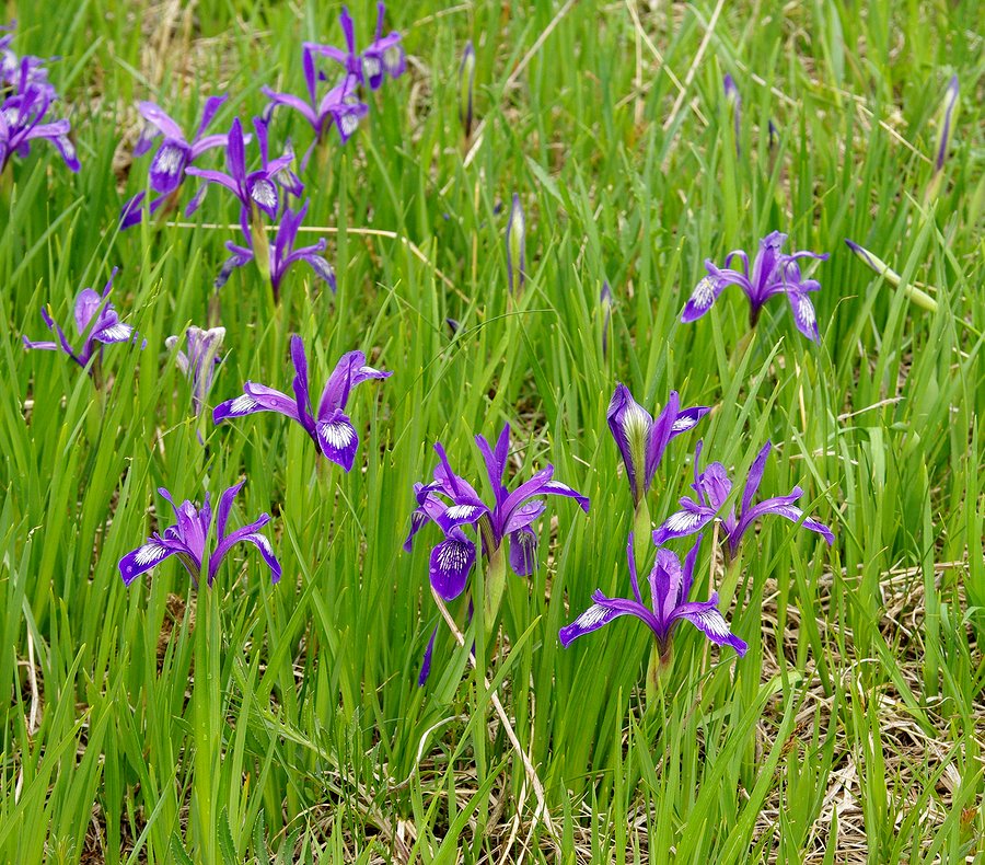 Image of Iris ruthenica specimen.