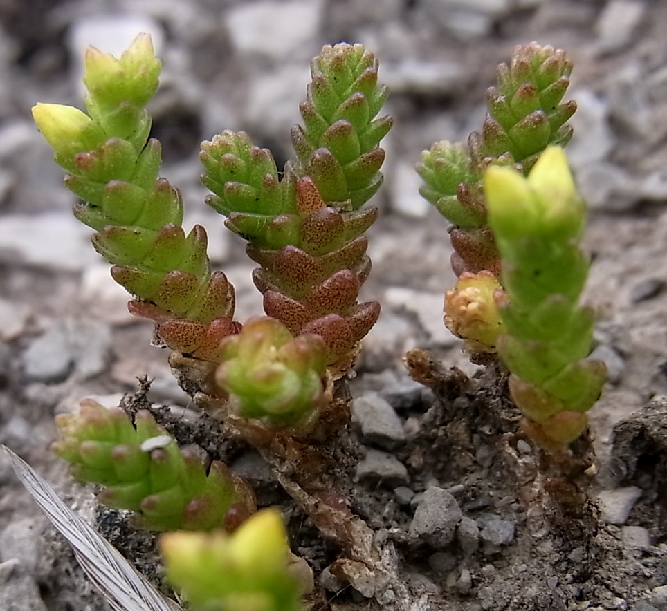 Image of Sedum acre specimen.