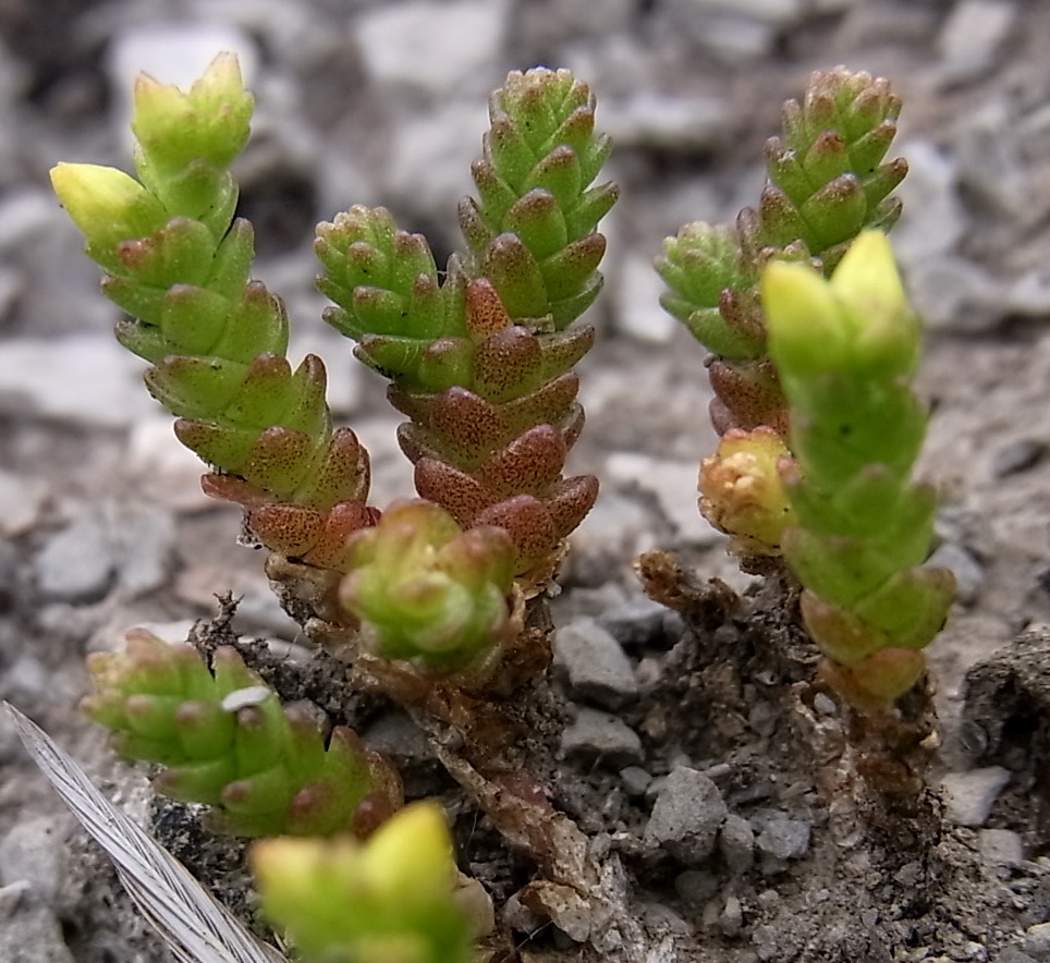 Изображение особи Sedum acre.