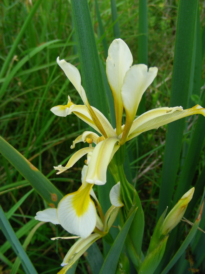 Image of Iris halophila specimen.