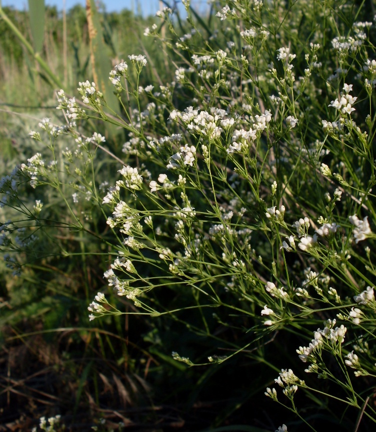 Изображение особи Galium octonarium.