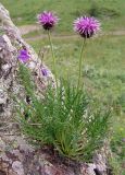 Jurinea coronopifolia