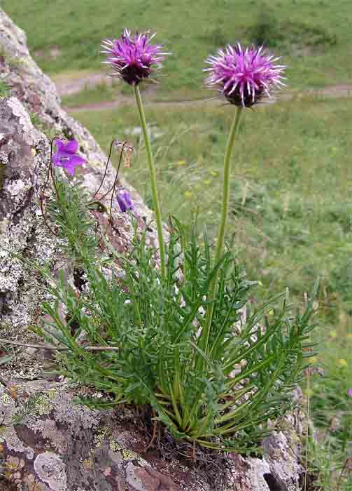 Image of Jurinea coronopifolia specimen.