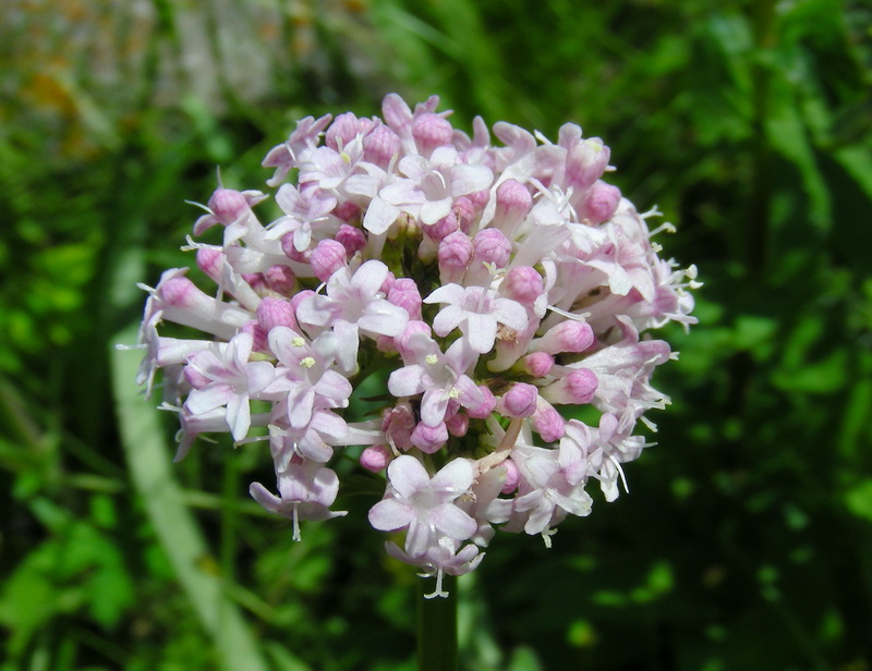 Image of Valeriana dubia specimen.