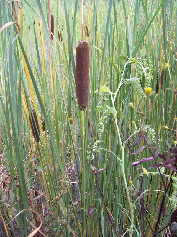 Image of Typha elatior specimen.