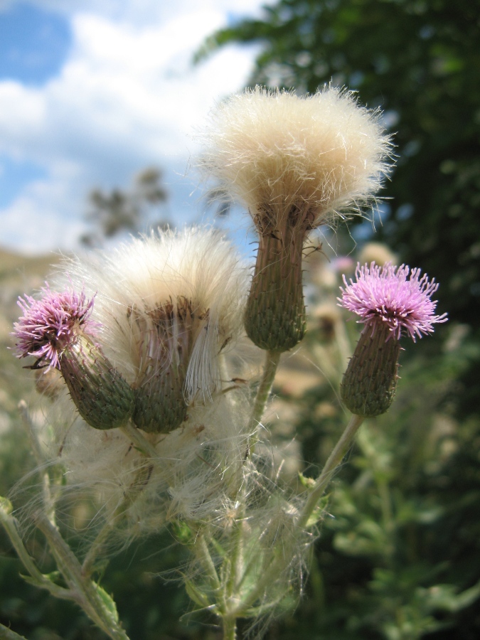 Image of Cirsium incanum specimen.