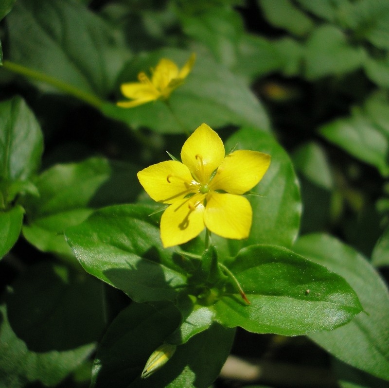 Изображение особи Lysimachia nemorum.