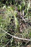 Ferula clematidifolia. Верхушка побега с развернувшимся (внизу) и неразвернувшимися (вверху) листьями. Таджикистан, склоны гор Рангон, высота ~1300 м. н.у.м. 13.04.2011.