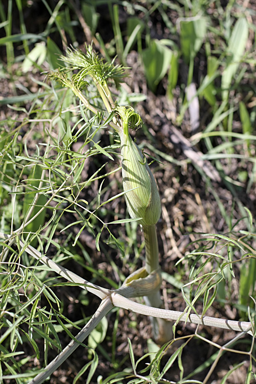 Image of Ferula clematidifolia specimen.