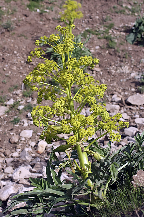 Изображение особи Ferula tadshikorum.