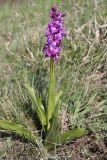 Orchis mascula