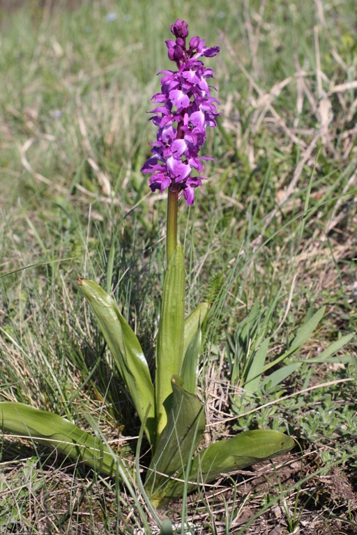 Изображение особи Orchis mascula.