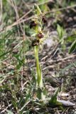 Ophrys mammosa подвид caucasica
