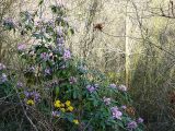 Rhododendron ponticum