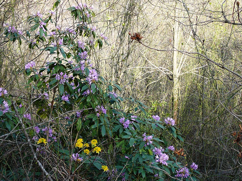 Изображение особи Rhododendron ponticum.