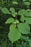 Corylus avellana