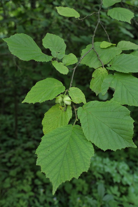 Изображение особи Corylus avellana.