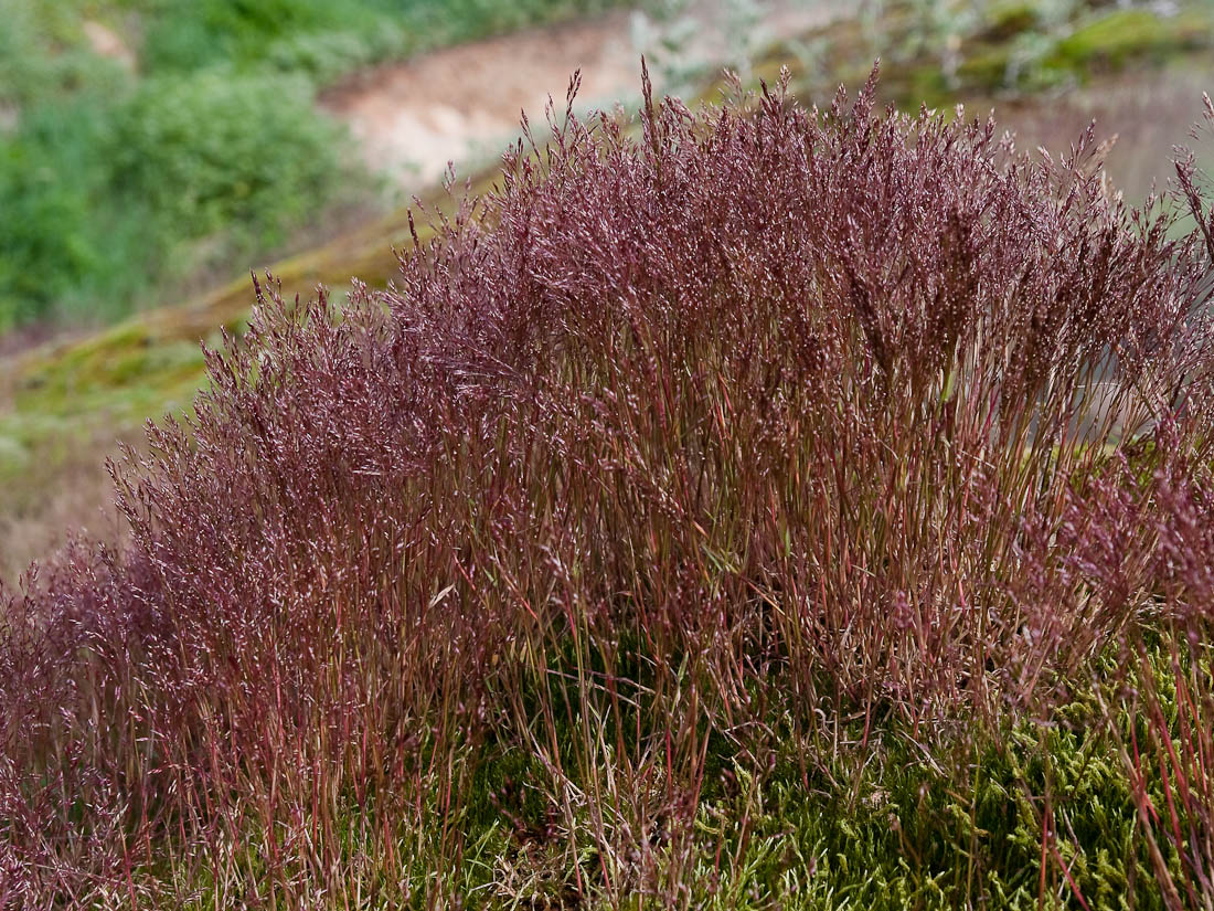 Изображение особи Agrostis geminata.