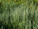 Artemisia austriaca. Молодые растения. Воронежская обл., Павловский р-н, окр. с. Михайловка (Шипов лес). 18.06.2011.