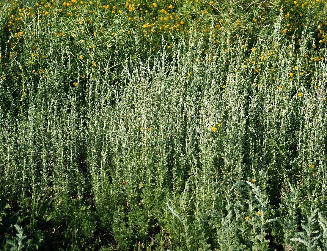 Image of Artemisia austriaca specimen.