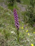 Gymnadenia conopsea. Цветущее растение. Кабардино-Балкария, Верхняя Балкария. 07.07.2009.