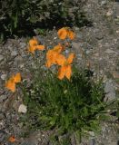 Papaver oreophilum