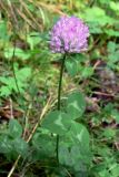 Trifolium pratense