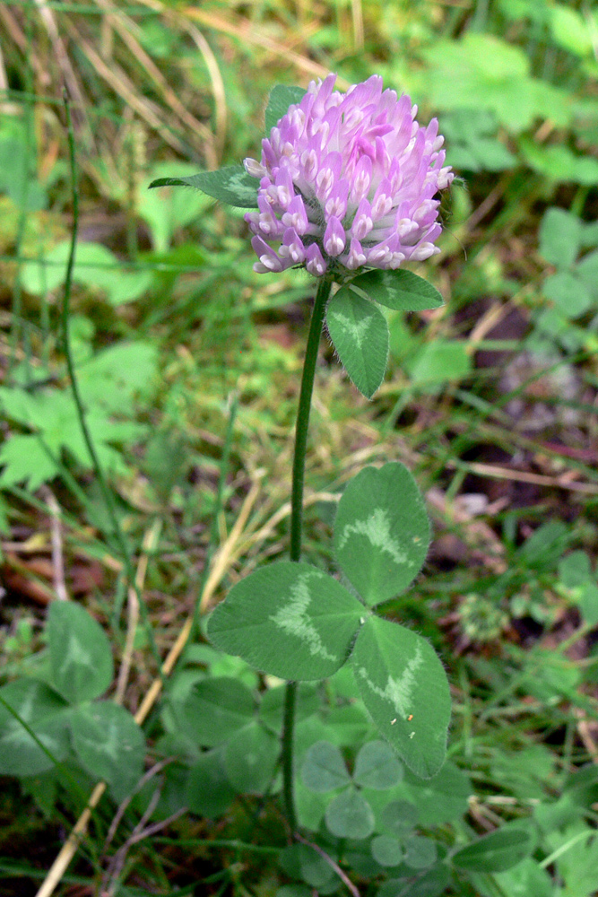 Изображение особи Trifolium pratense.