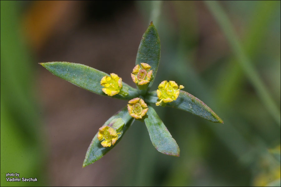 Image of Bupleurum tenuissimum specimen.