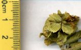 Carpinus orientalis. Плоды. Абхазия, Гудаутский р-н, г. Новый Афон, Афонская гора. 23 июля 2008 г.