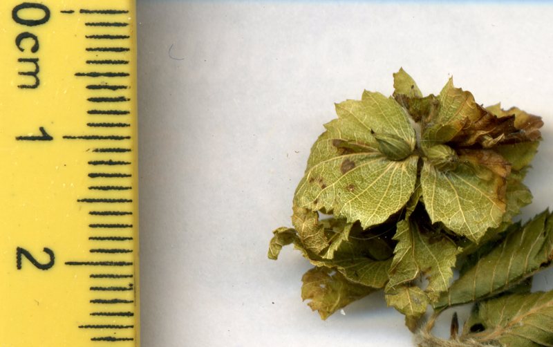 Image of Carpinus orientalis specimen.