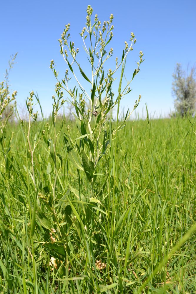 Изображение особи Lepidium latifolium.