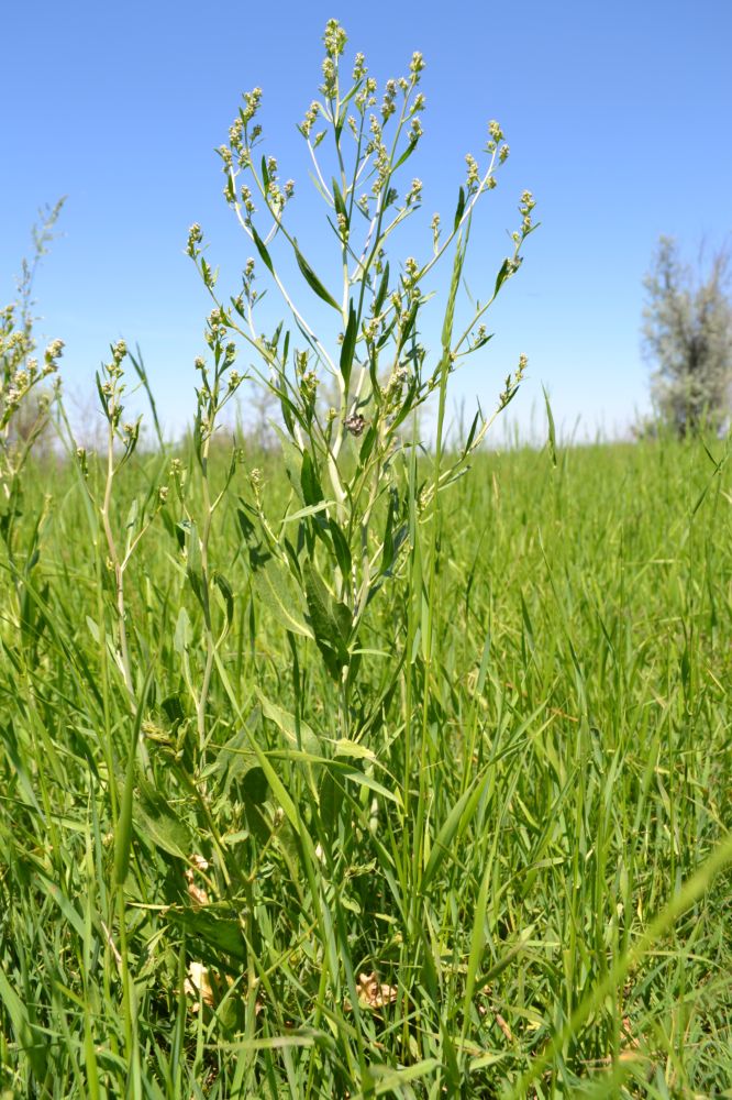 Image of Lepidium latifolium specimen.