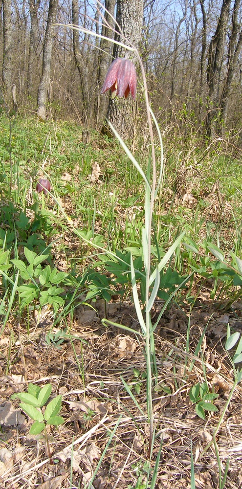 Изображение особи Fritillaria ruthenica.