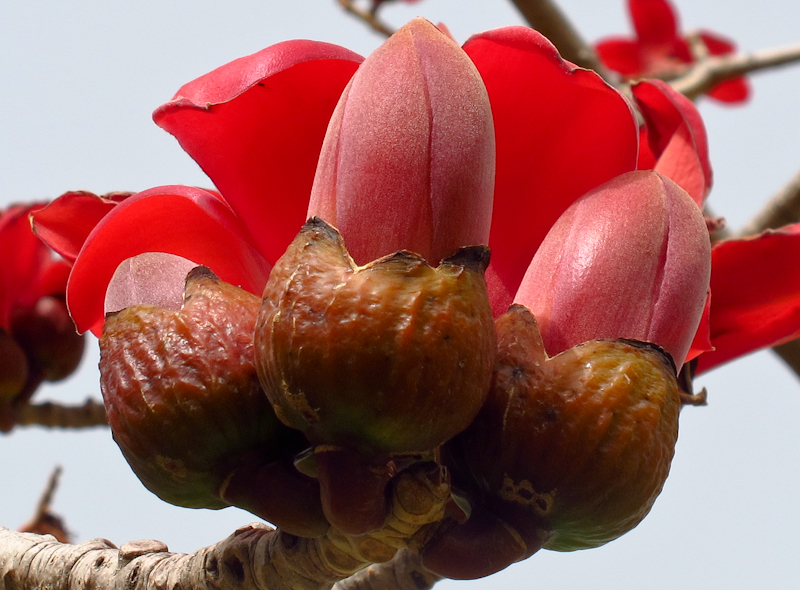 Image of Bombax ceiba specimen.