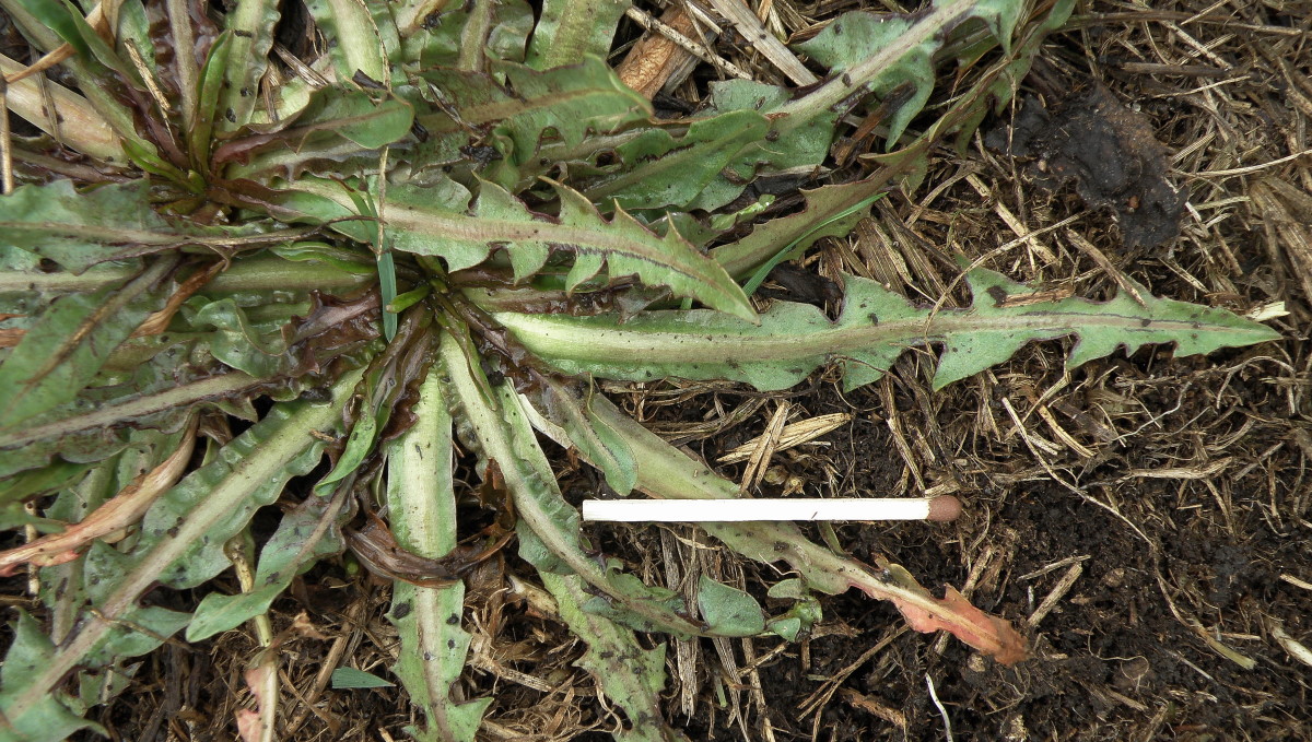 Image of Taraxacum bessarabicum specimen.