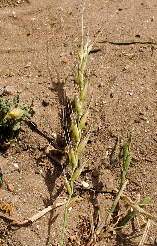 Image of Aegilops sharonensis specimen.