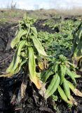 Erysimum cheiranthoides