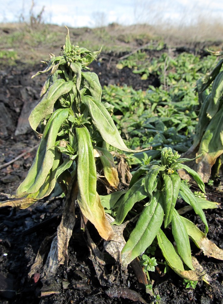 Image of Erysimum cheiranthoides specimen.