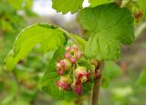 Ribes nigrum