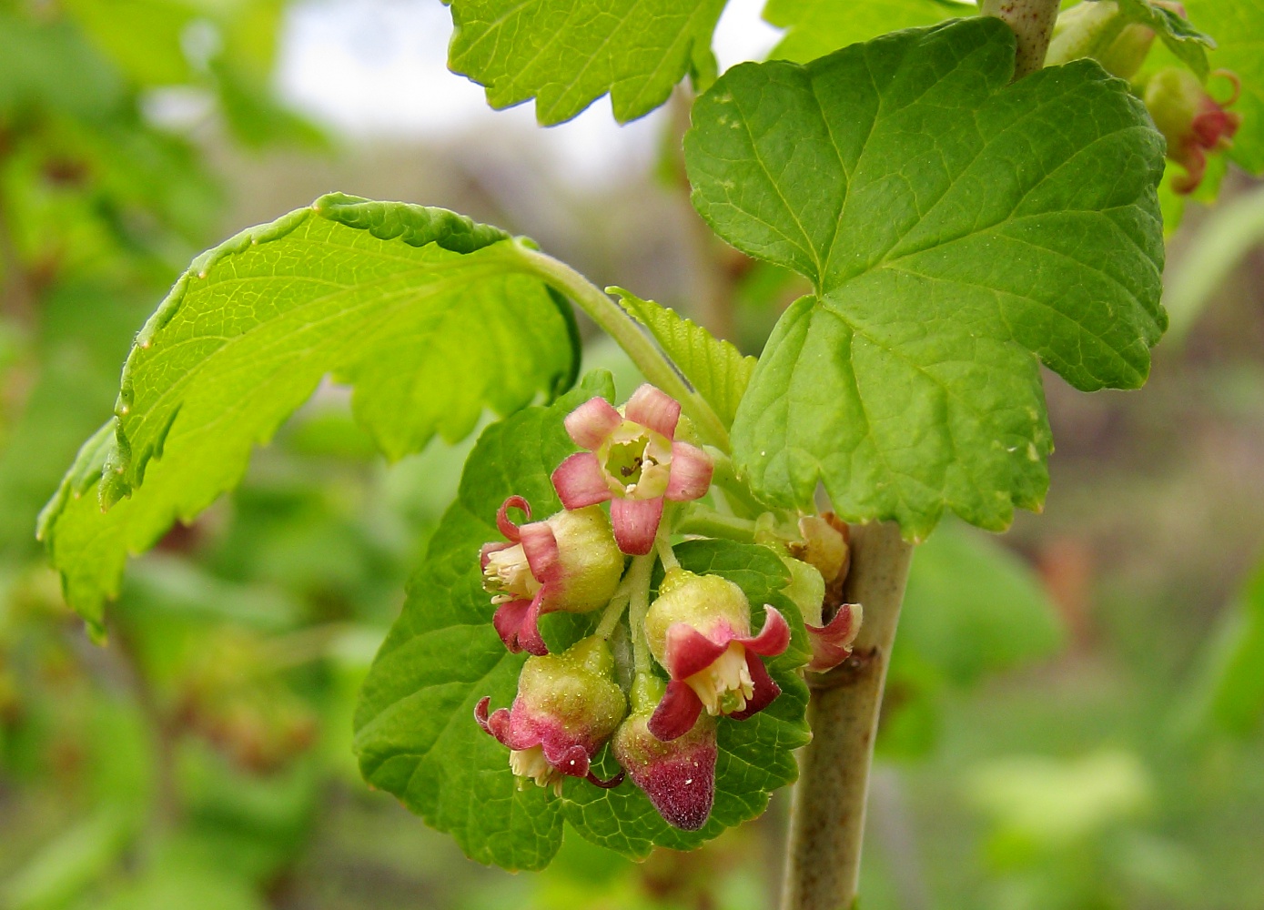 Изображение особи Ribes nigrum.