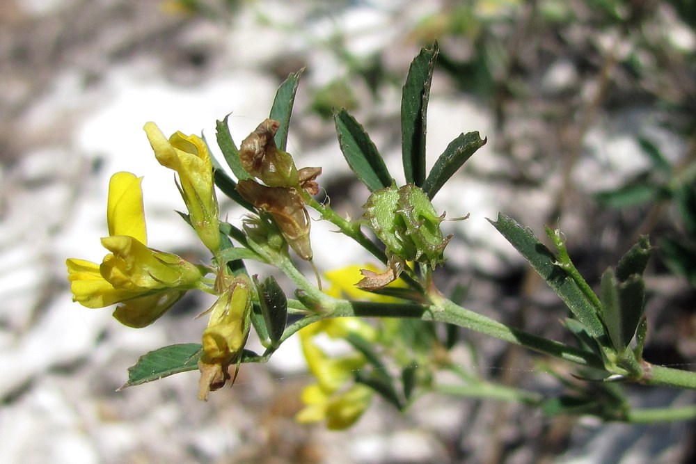 Image of Medicago saxatilis specimen.