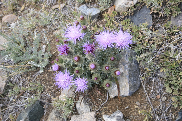 Изображение особи Ancathia igniaria.